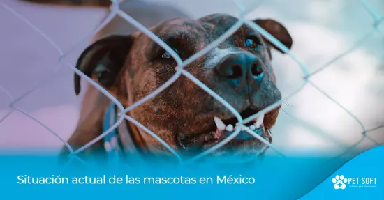 Situación actual de las mascotas en México