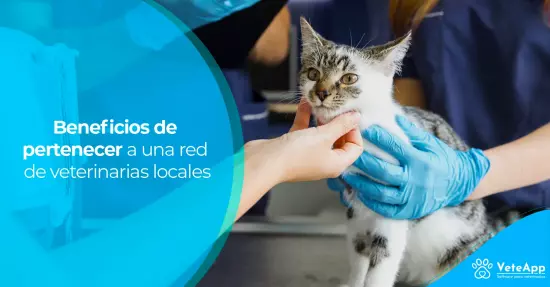 Beneficios de pertenecer a una red de veterinarias locales