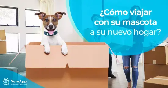 ¿Cómo viajar con su mascota a su nuevo hogar?