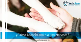 ¿Cómo hacerle duelo a una mascota? ¿Cómo hacerle duelo a una mascota?