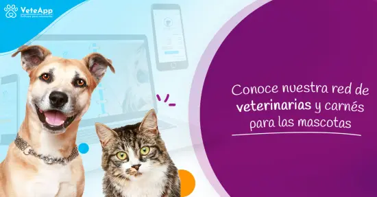 Conoce nuestra red de veterinarias y carnés para las mascotas Conoce nuestra red de veterinarias y carnés para las mascotas