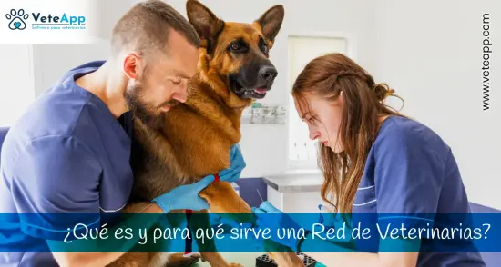 ¿Qué es y para qué sirve una red de clínicas veterinarias? ¿Qué es y para qué sirve una red de clínicas veterinarias?