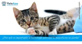 ¿Por qué es importante la tecnología para que tu mascota no se pierda? ¿Por qué es importante la tecnología para que tu mascota no se pierda?