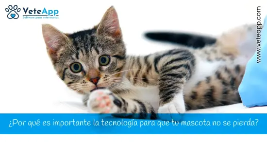 ¿Por qué es importante la tecnología para que tu mascota no se pierda? ¿Por qué es importante la tecnología para que tu mascota no se pierda?