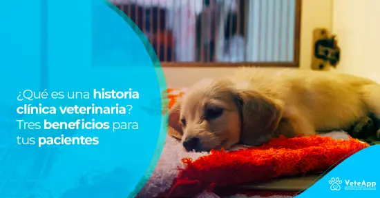 ¿Qué es una historia clínica veterinaria? Tres beneficios para tus pacientes ¿Qué es una historia clínica veterinaria? Tres beneficios para tus pacientes