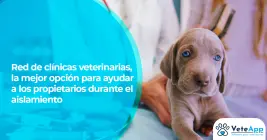 Red de clínicas veterinarias, la mejor opción para ayudar a los propietarios durante el aislamiento Red de clínicas veterinarias, la mejor opción para ayudar a los propietarios durante el aislamiento