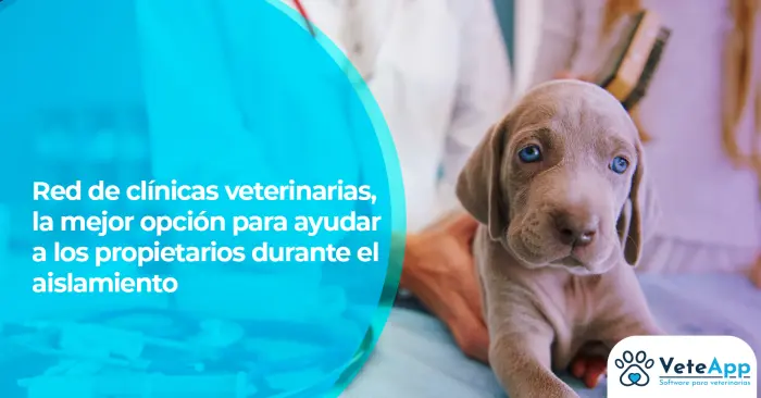 Red de clínicas veterinarias, la mejor opción para ayudar a los propietarios durante el aislamiento Red de clínicas veterinarias, la mejor opción para ayudar a los propietarios durante el aislamiento