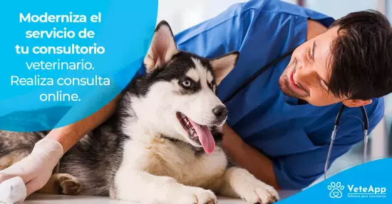 Moderniza el servicio de tu consultorio veterinario. Realiza consulta online.